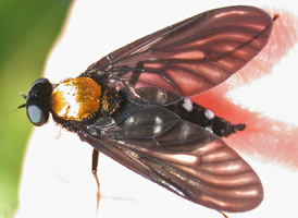 Chrysopilus thoracicus Chrysopilus thoracicus